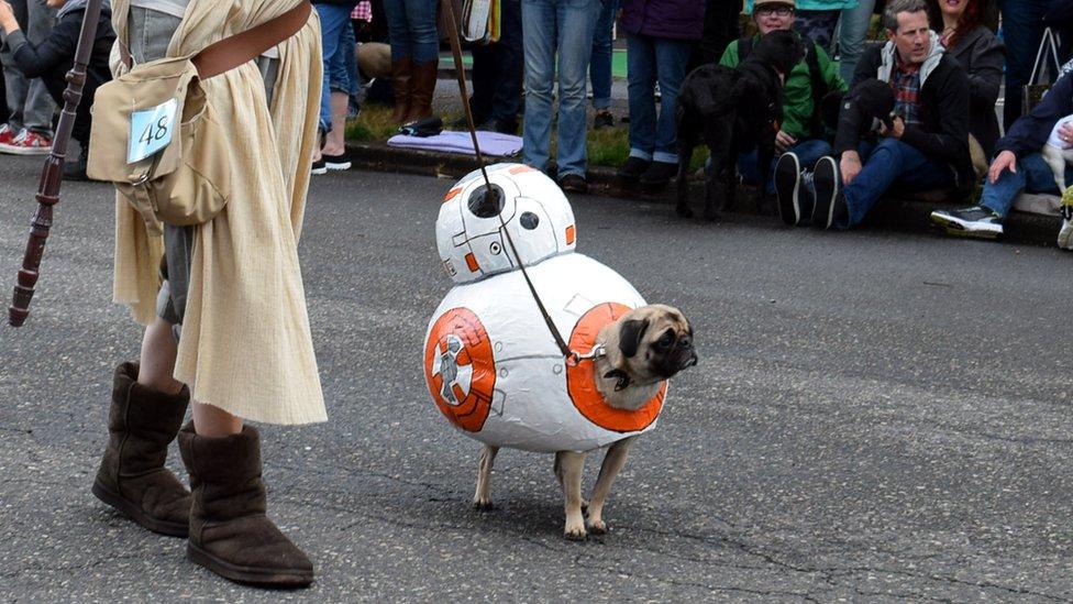 BB-8 pug