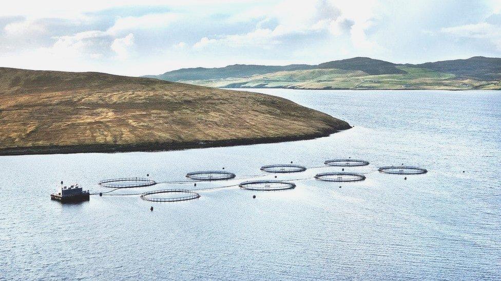 Grieg Seafood salmon farm in Shetland