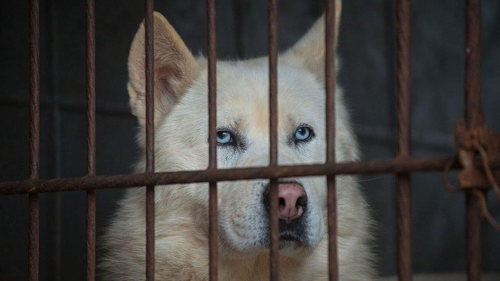 A dog in a cage