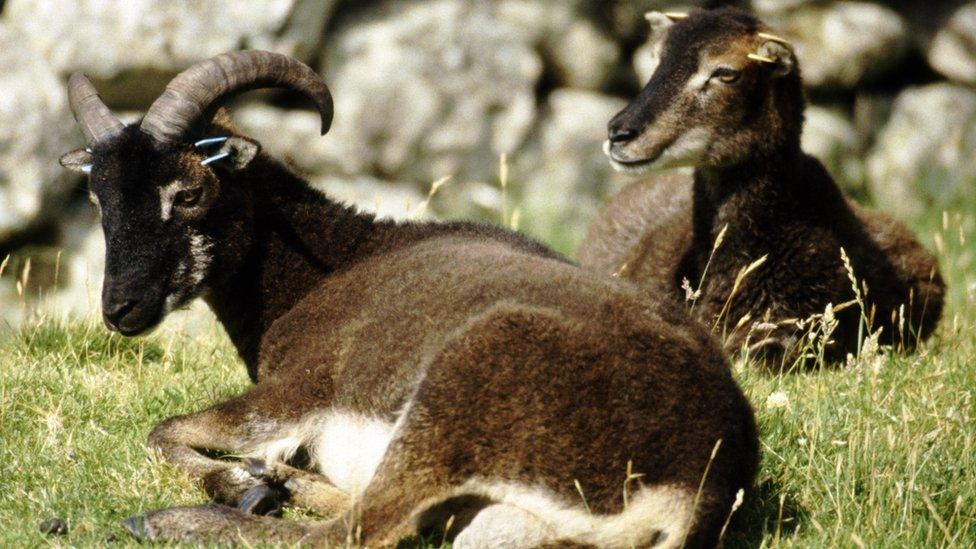 Soay sheep