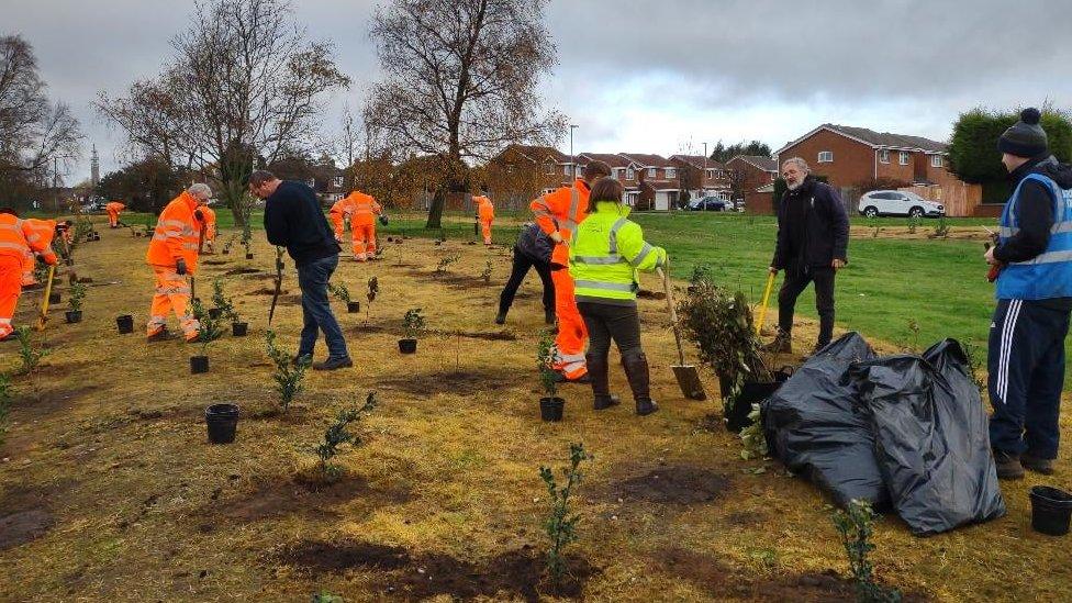 Trees being planted