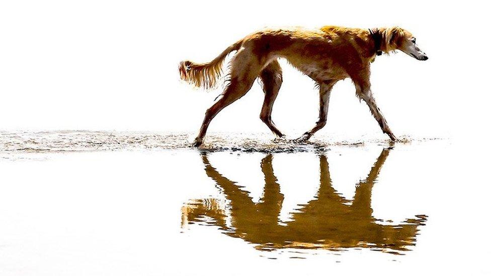 Dog on water