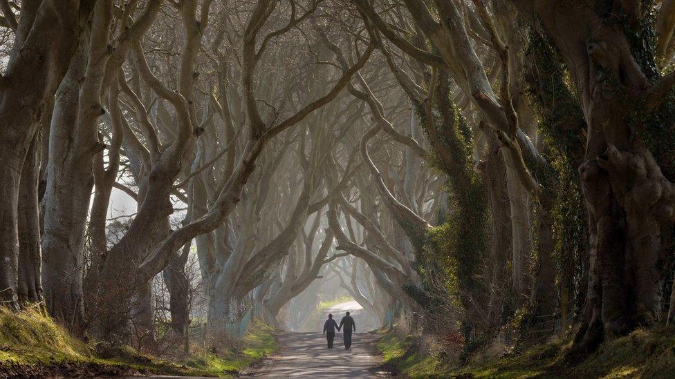 A couple walk hand-in-hand along the Dark Hedges