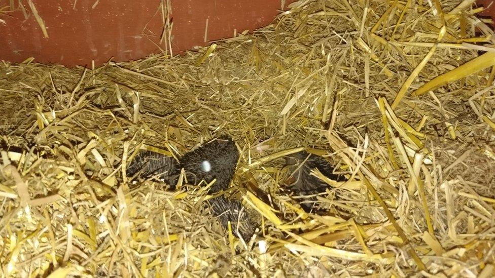 Baby hedgehogs in a straw nest