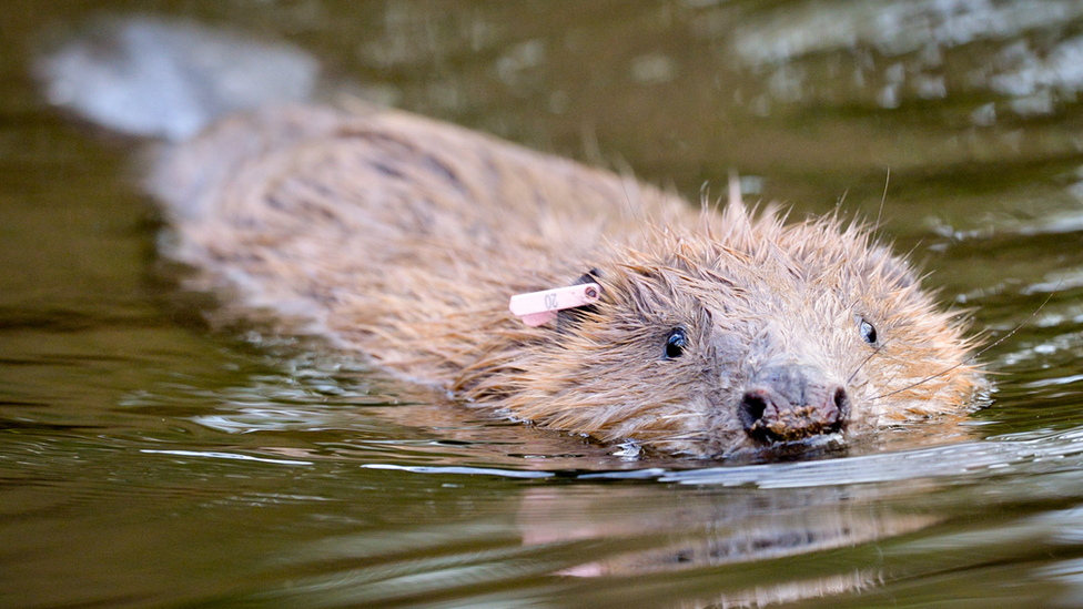 Eurasian beaver