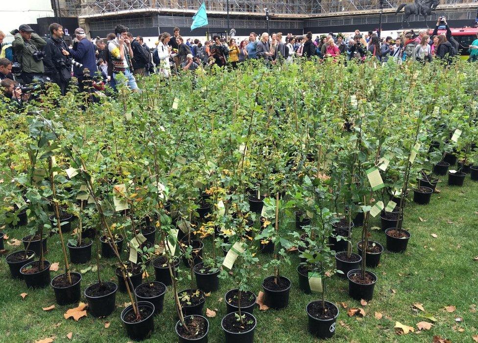 Trees near Parliament