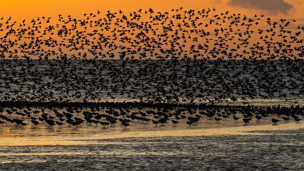 Wader flock at sunset