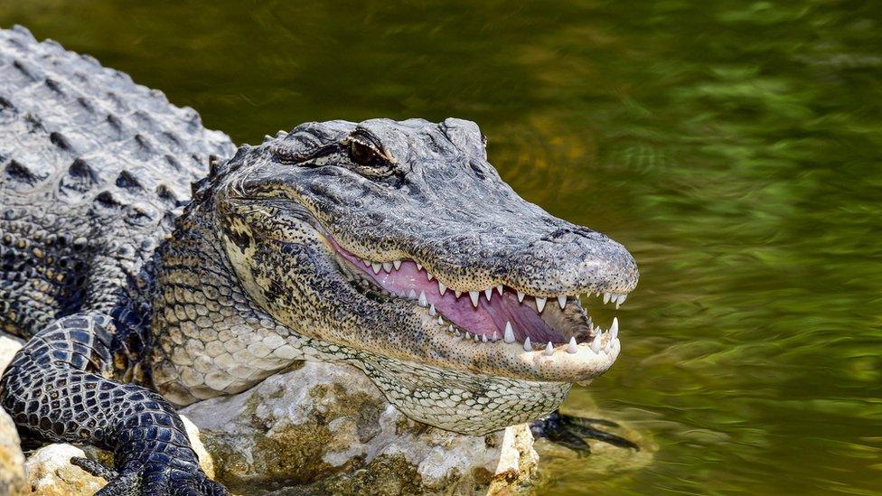 Alligator