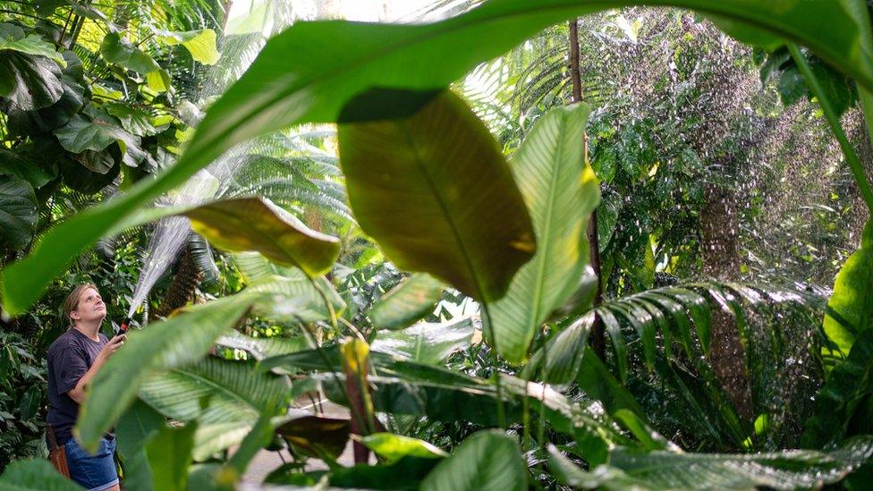 Kew Diploma student Elizabeth Mansfield waters the plants in the Palm House at the Royal Botanical Gardens Kew, west London