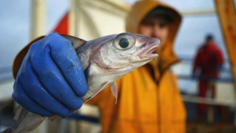 fisherman holding a haddock