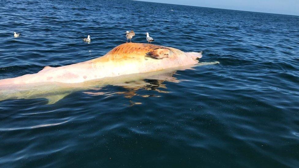 Dead whale in sea off Norfolk coast