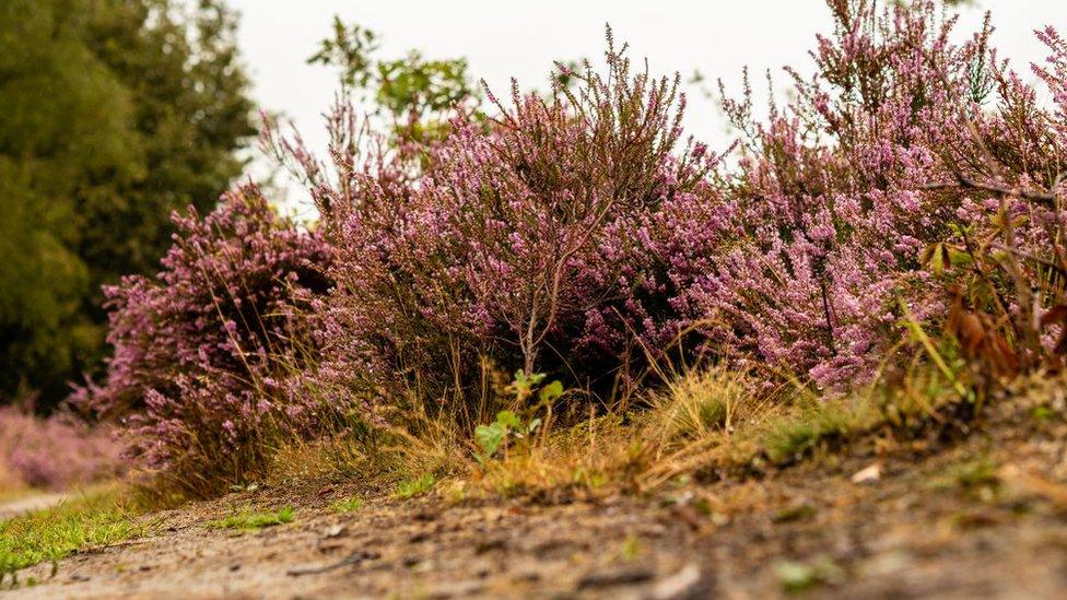 Heather in The Netherlands