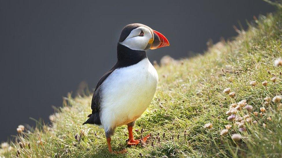 The Atlantic puffin, also known as the common puffin