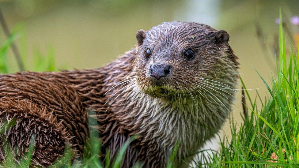 An otter