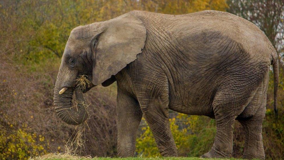 An elephant at Howletts