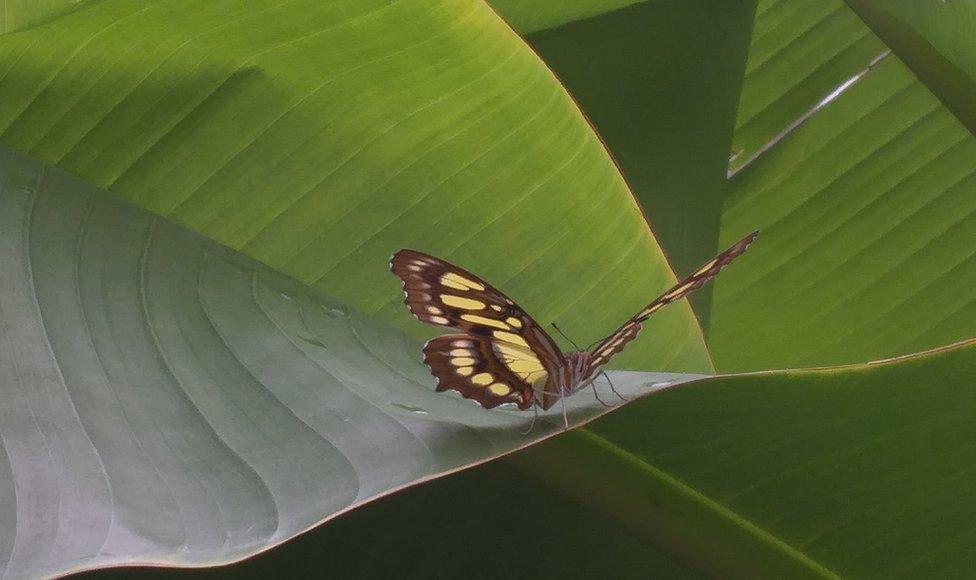 Wye Valley Butterfly Zoo