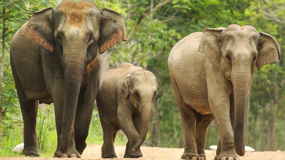 Family of three Asian elephants