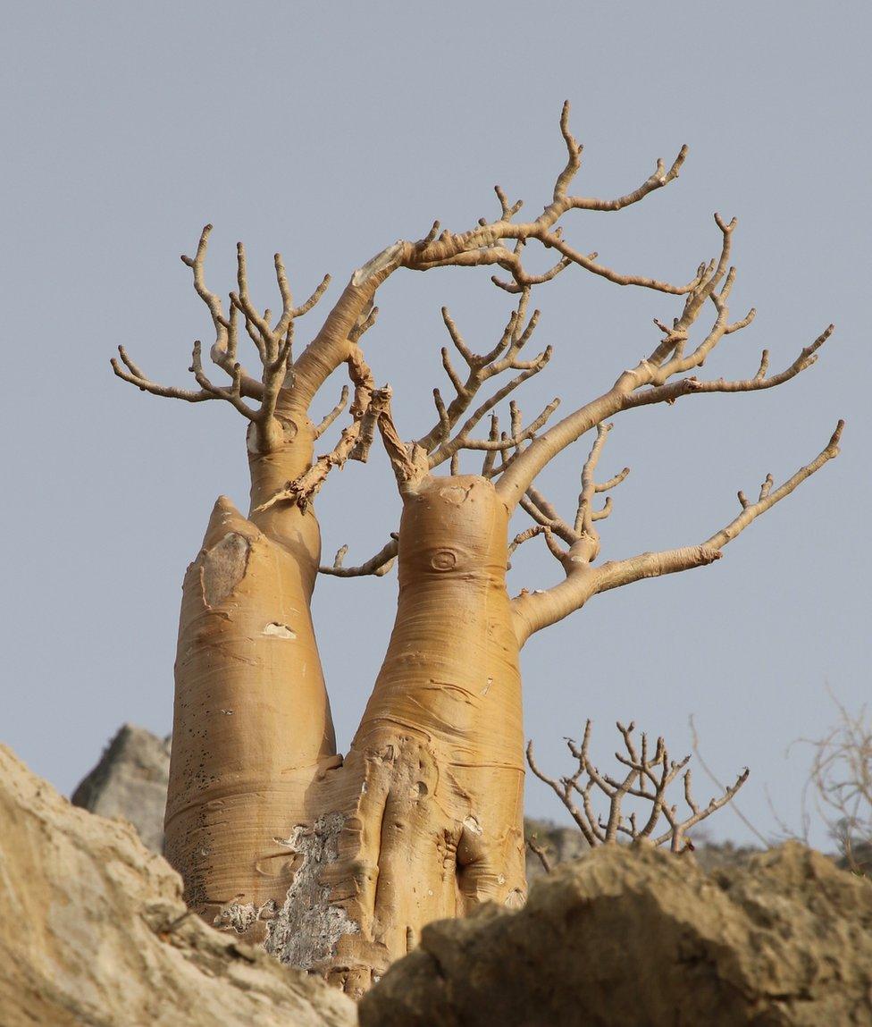 Socotran Desert Rose, Adenium Obesum Socrotanum