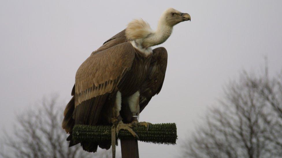 Harold usually spent the winter at bird of prey displays, but had this one off