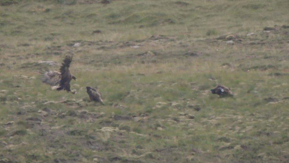 White-tailed eagles