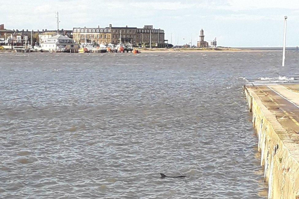 Dolphin at Knott End