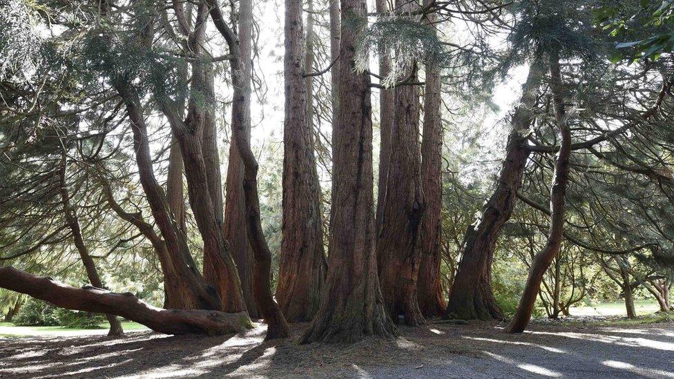 The Multi-stemmed Giant Sequoia, Castlewellan Forest Park