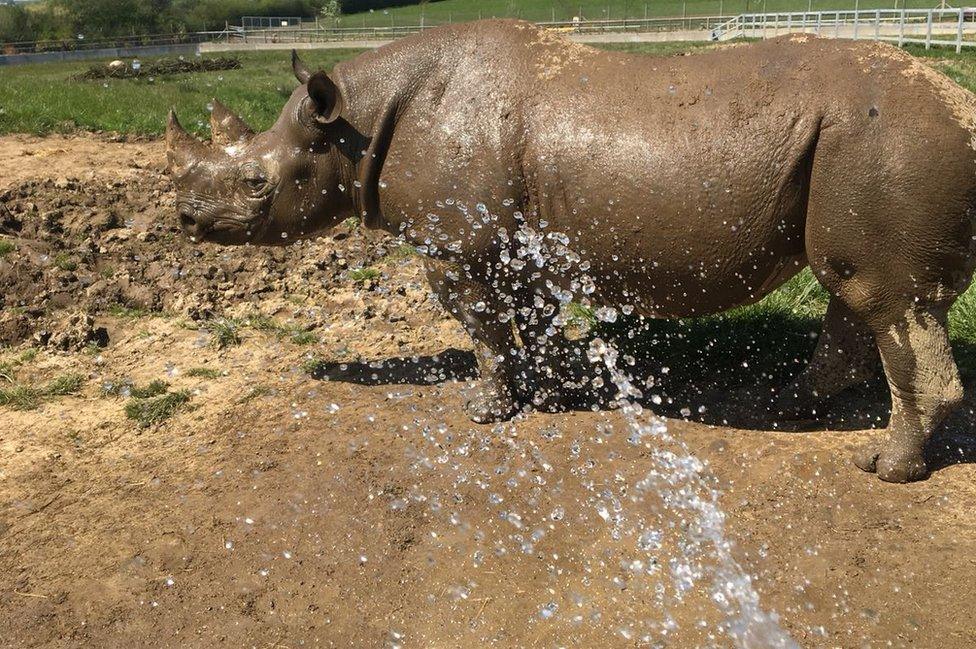 A rhino is sprayed with water