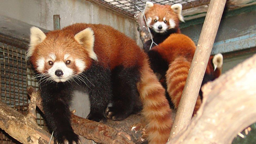 Chinese red panda