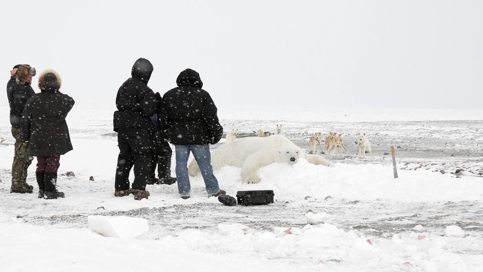 People standing by a dead bear