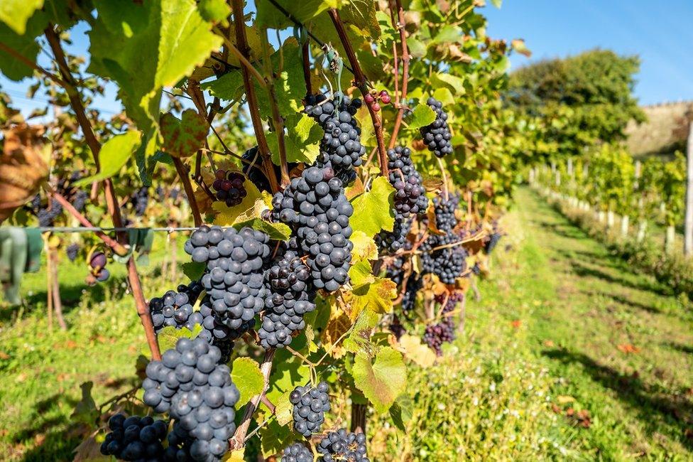 Grapes on vines at Breaky Bottom vineyard in Lewes