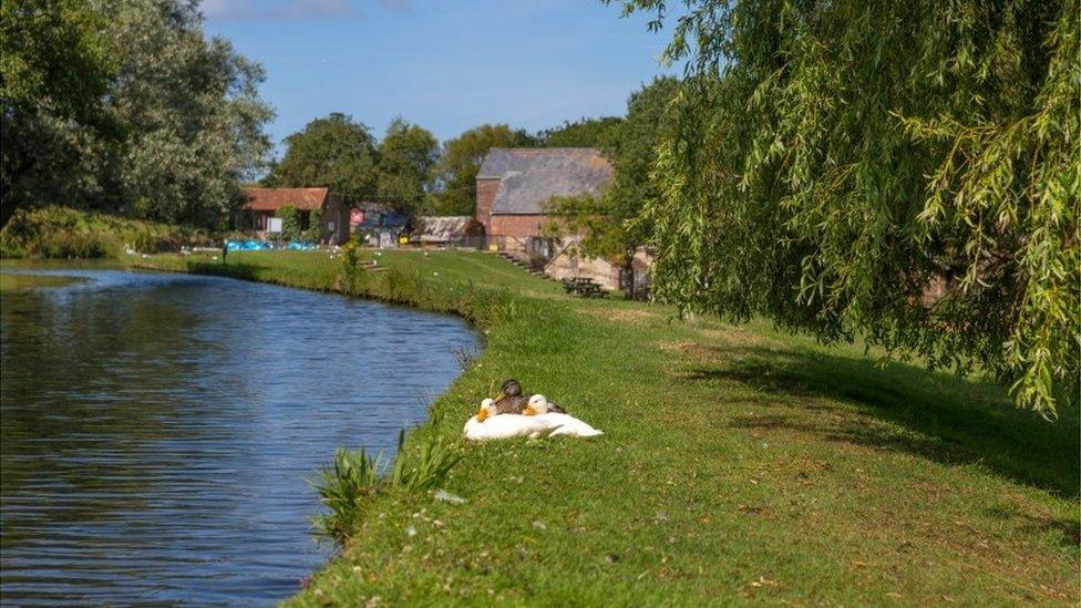 Geese on the river bank with Calbourne Mill in the background