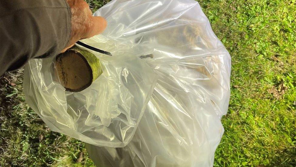 Asian hornet nest in a plastic bag