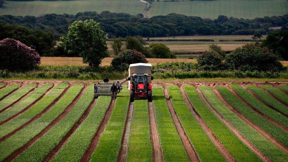 Tractor in field