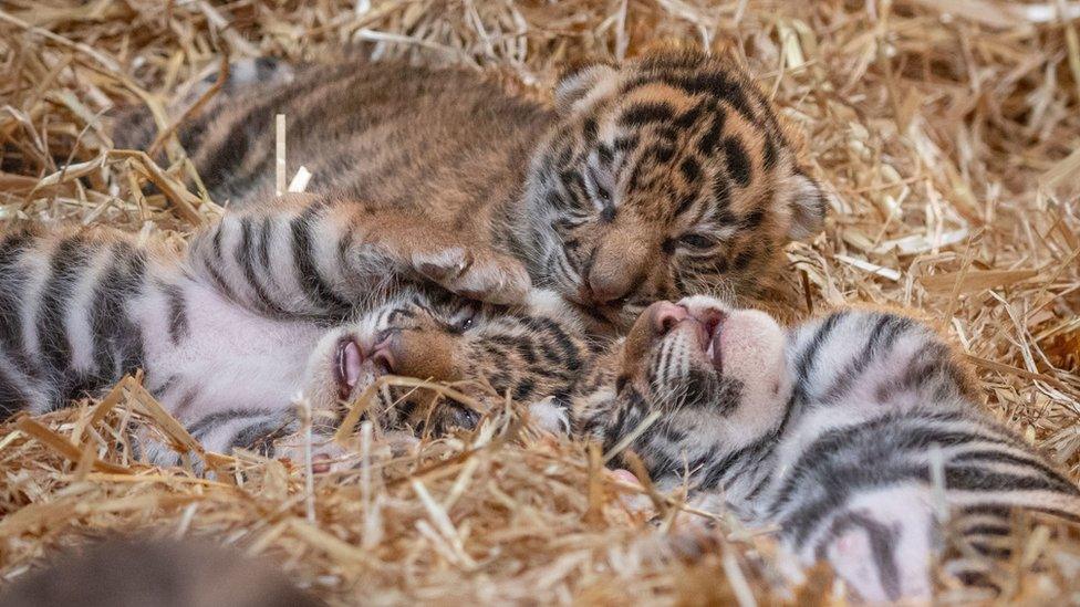 baby-Sumatran-tiger-cubs-london-zoo