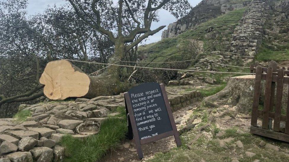 A noticeboard with a message from the National Trust asking people to stay away from the tree's remains