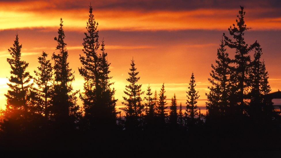 Manitoba's boreal forest at dawn