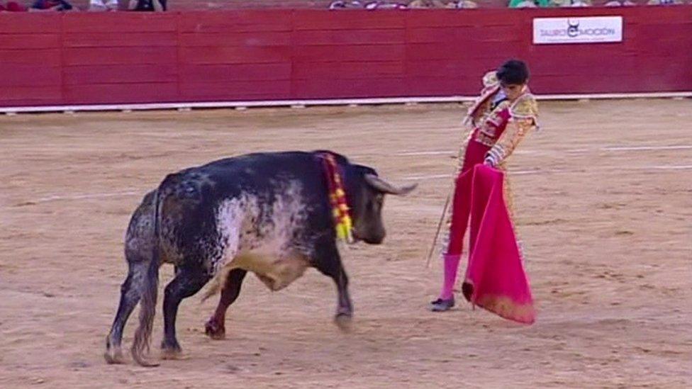 A bull approaching matador Victor Barrio moments before goring him - 9 July 2016