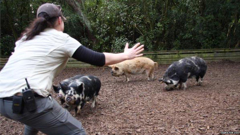 Keeper with pigs