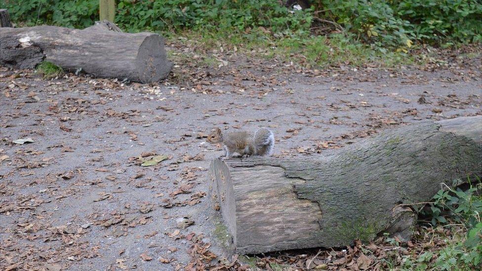 Squirrel at Tehidy Woods