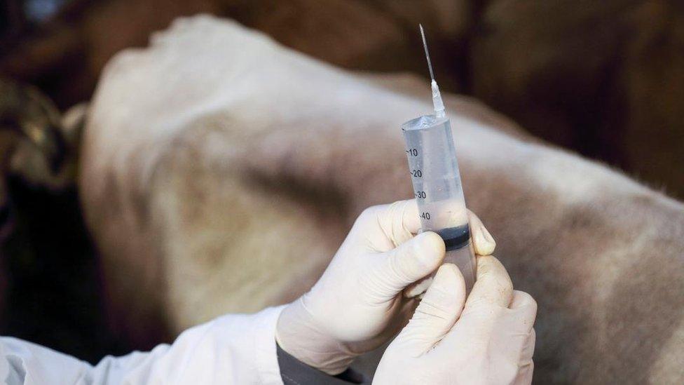 Vet preparing to inject livestock