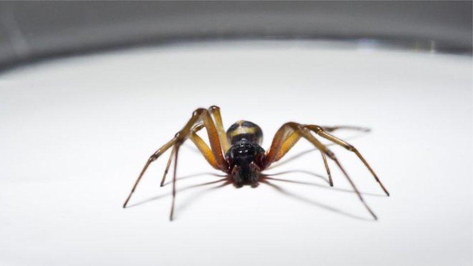 False Widow spider