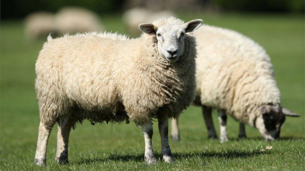 Two sheep grazing in a field