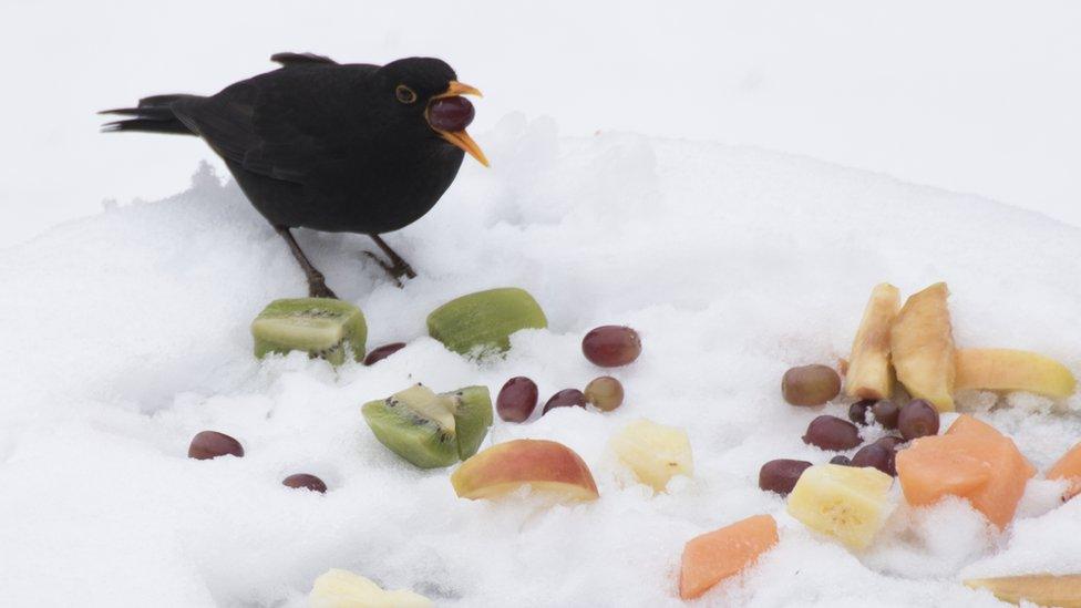 Blackbird eating fruit