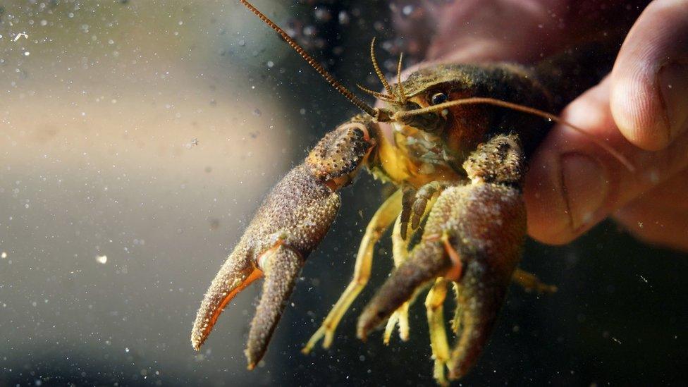 Hand holding a white-clawed crayfish