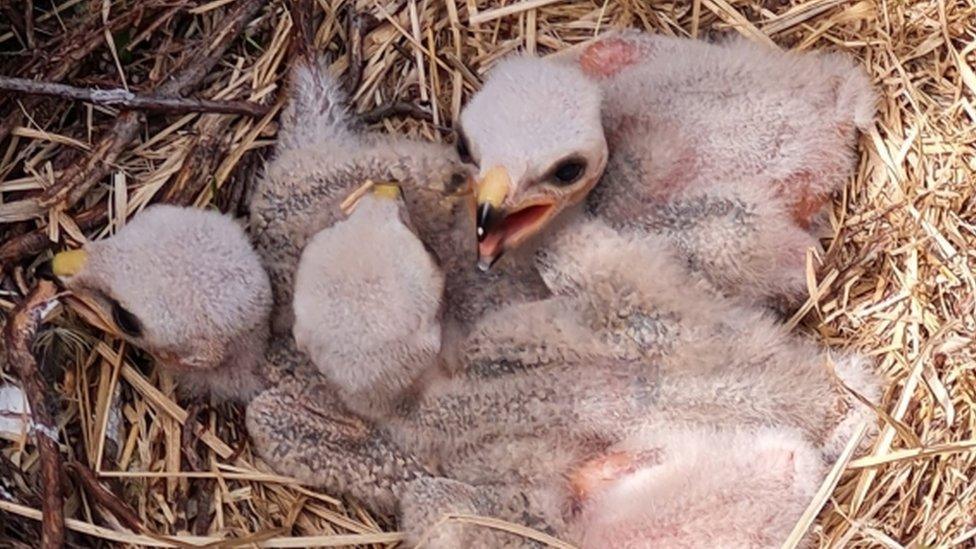 New-born hen harriers in a nest