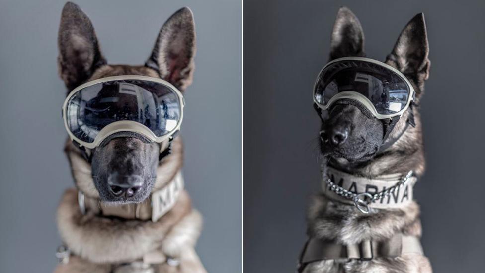 Ecko (left) and Evil (right), two rescue navy dogs pose for photos taken by Santiago Arau