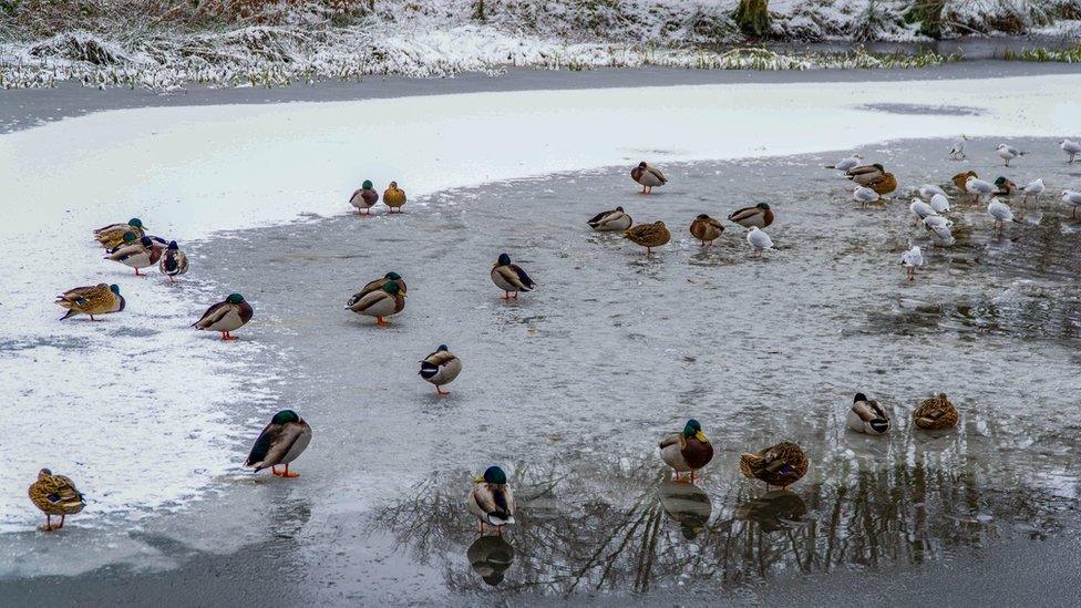 Ducks and others birds stand on frozen water