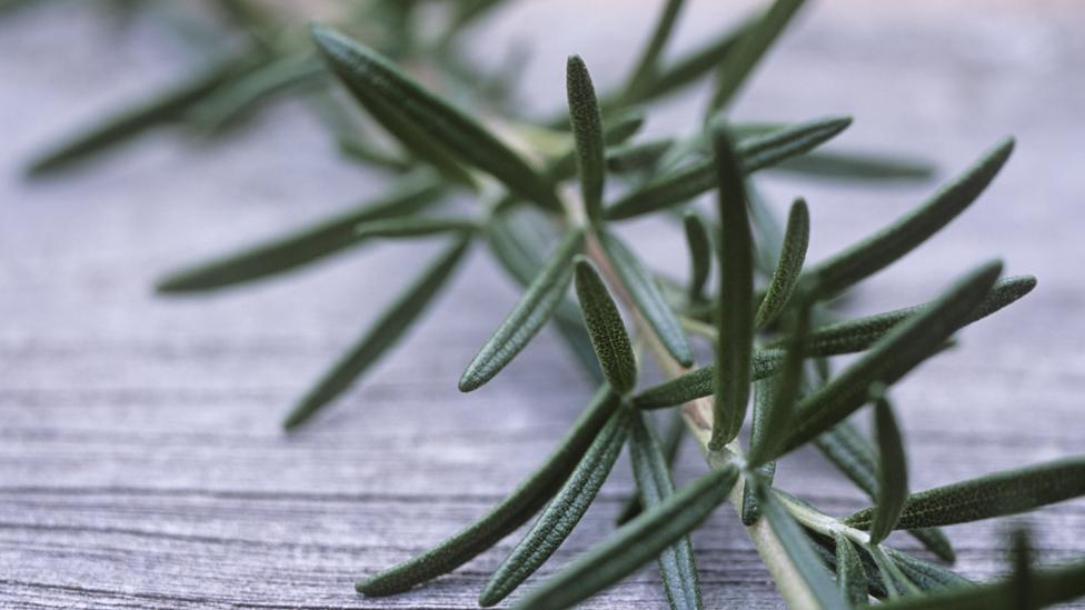 Rosemary leaves