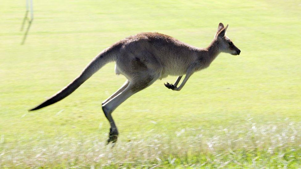 A kangaroo