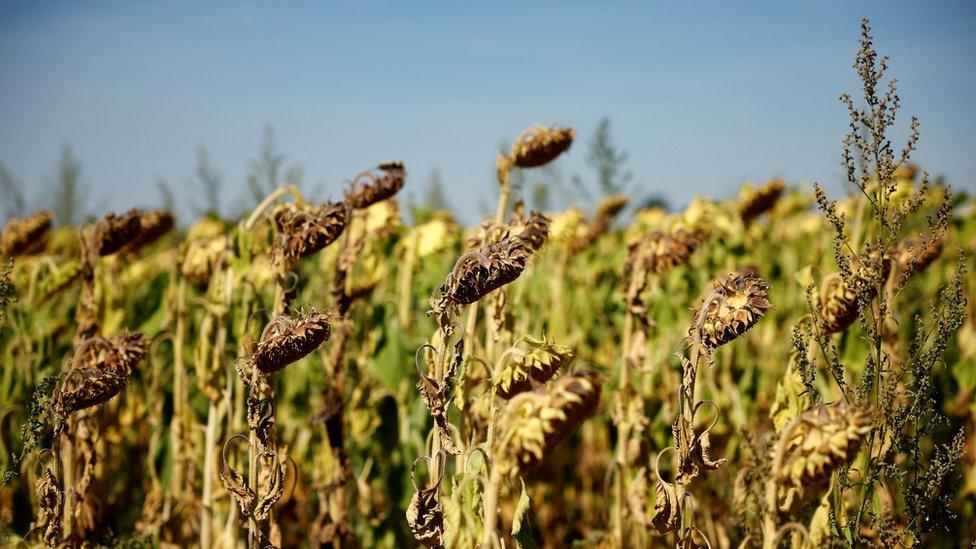 Wilted and dried out sunflowers in a field near D'Huison-Longueville